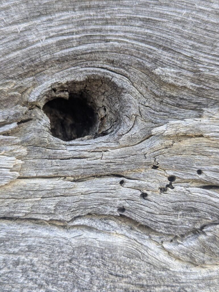 Aluminum numbered tag still visible in a log from the 1984 disassembly and reassembly of the Flohr House