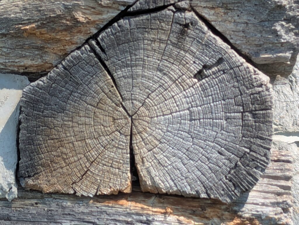 Growth-ring cross-section of a hewn log in the Flohr House wall